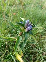 Gentiana cruciata cruciata
