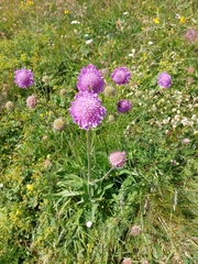 Knautia longifolia