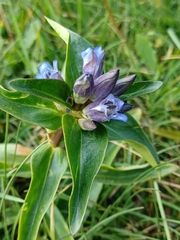 Gentiana cruciata cruciata