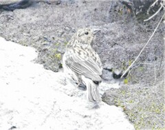 Geospizopsis unicolor