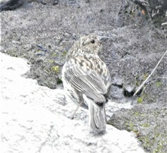 Geospizopsis unicolor