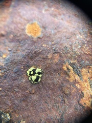 Rhizocarpon norvegicum