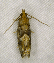 Zeiraphera canadensis