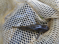 Cottus gobio