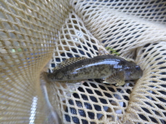 Cottus gobio
