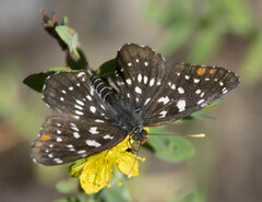 Chlosyne leanira oregonensis