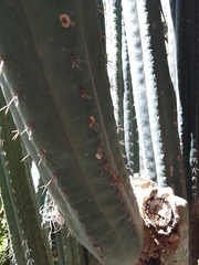 Trichocereus macrogonus