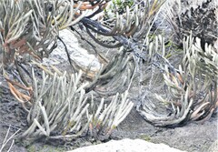 Andicolea colombiana