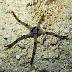 Ophiolepis superba image