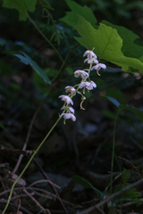 Pyrola elliptica