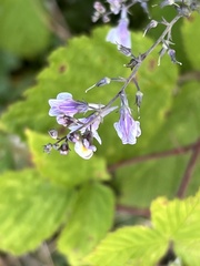 Linaria repens
