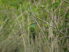 Merops orientalis