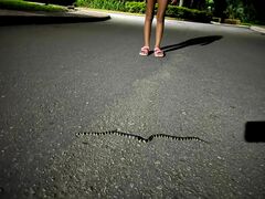 Medem's Coralsnake photo 2