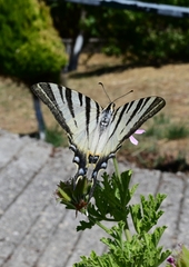 Iphiclides