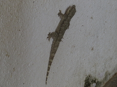 Hemidactylus leschenaultii