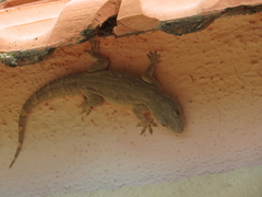 Hemidactylus