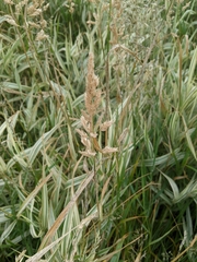 Phalaris arundinacea picta