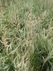 Phalaris arundinacea picta