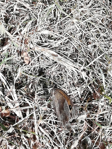 Maniola jurtina