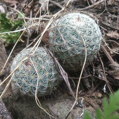 Mammillaria haageana elegans