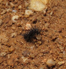 Lepidoptera