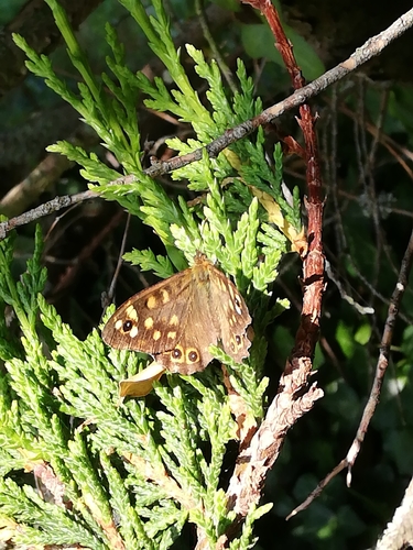 Pararge aegeria