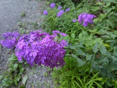 Phlox maculata