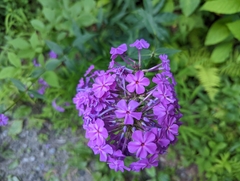 Phlox maculata