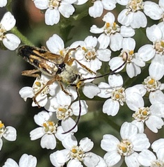Xestoleptura