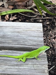 Anolis carolinensis