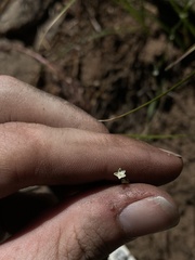Polygonum sawatchense