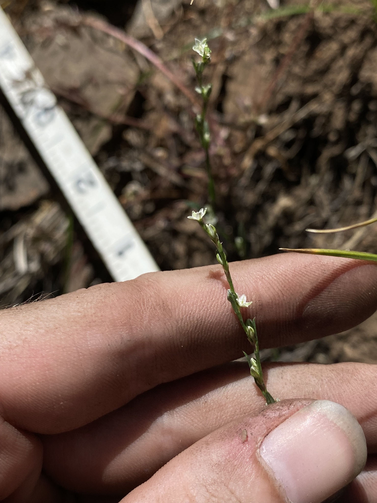 Polygonum sawatchense ssp. oblivium