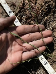 Polygonum sawatchense
