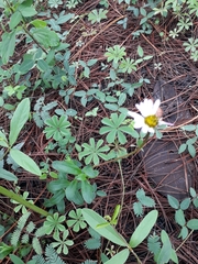 Iostephane heterophylla