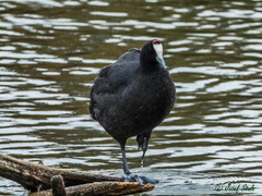 Fulica cristata