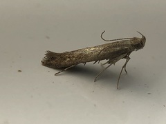 Batrachedra pinicolella