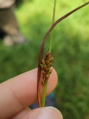Carex binervis