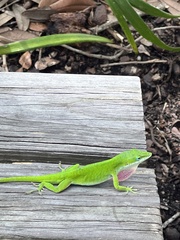 Anolis carolinensis