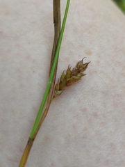 Carex binervis