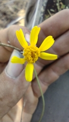 Tetraneuris argentea