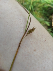Carex binervis