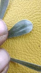 Tetraneuris argentea