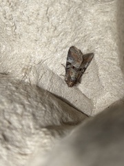 Mesoligia literosa