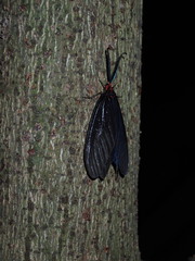 Histia flabellicornis