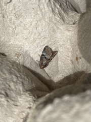 Mesoligia literosa