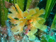 Chartella papyrea
