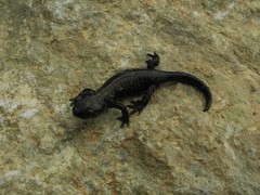 Salamandra lanzai