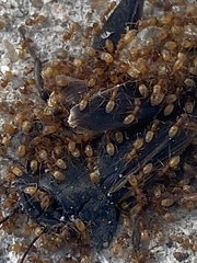 Forelius pruinosus