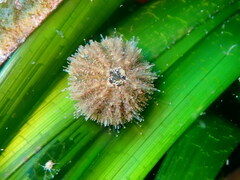 Psammechinus microtuberculatus