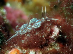 Facelina rubrovittata